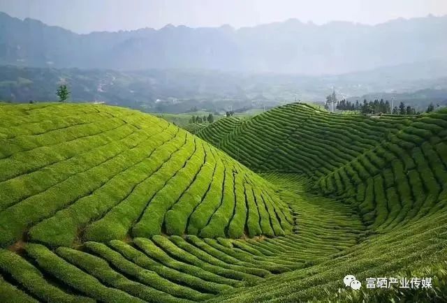 锌硒茶减肥(锌硒茶饮料)-硒宝网