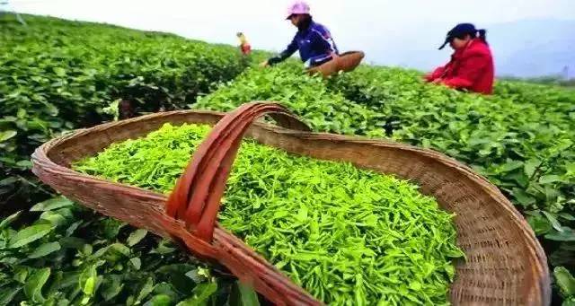 锌硒茶茶文化比赛(凤冈锌硒茶宣传语)-硒宝网