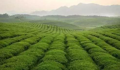 锌硒茶茶文化比赛(凤冈锌硒茶宣传语)-硒宝网