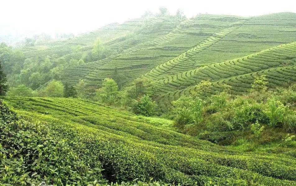 锌硒茶茶文化比赛(凤冈锌硒茶宣传语)-硒宝网