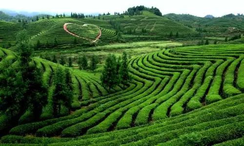 锌硒茶茶文化比赛(凤冈锌硒茶宣传语)-硒宝网