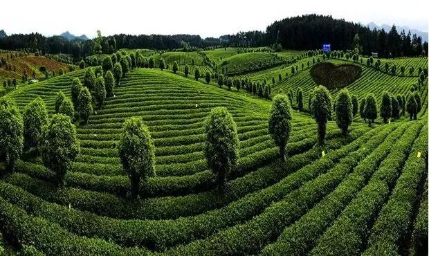 锌硒茶茶文化比赛(凤冈锌硒茶宣传语)-硒宝网