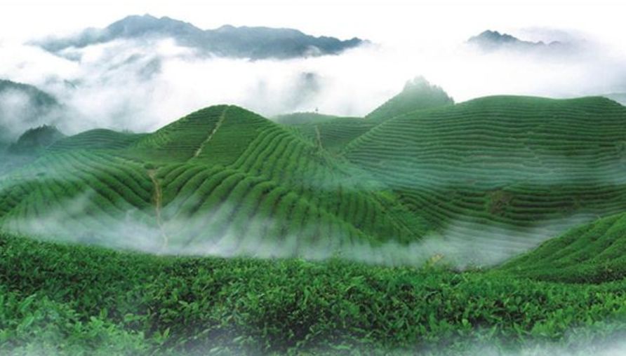 锌硒茶茶文化比赛(凤冈锌硒茶宣传语)-硒宝网