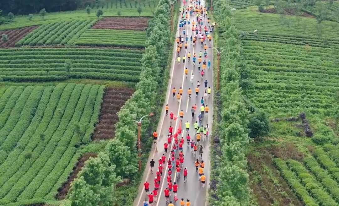 锌硒茶茶文化比赛(凤冈锌硒茶宣传语)-硒宝网
