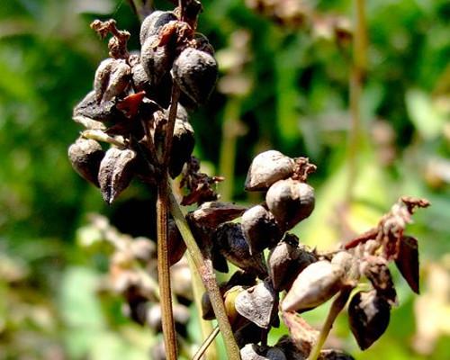 富硒荞子茶的功效(富硒荞子茶能降血脂吗)-硒宝网