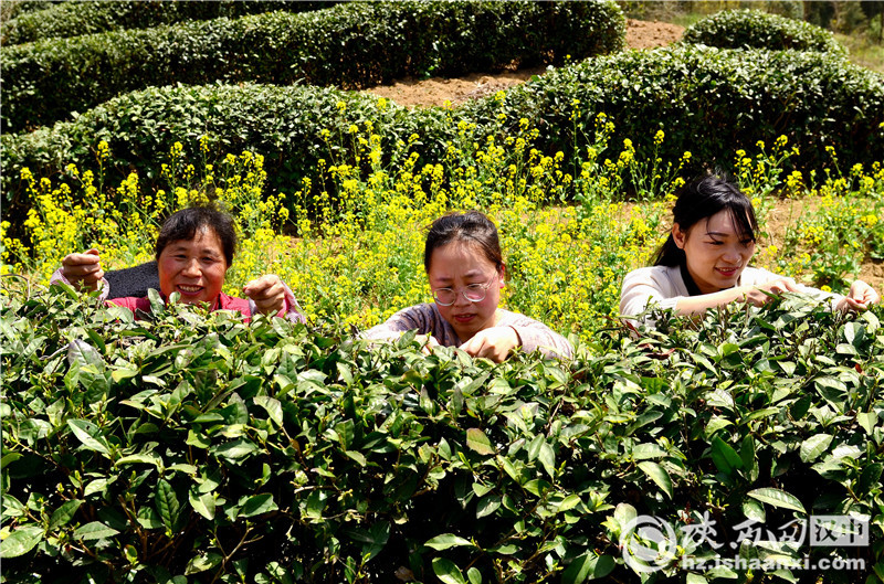 仙人岭锌硒茶价格(凤冈锌硒茶产地是哪里)-硒宝网