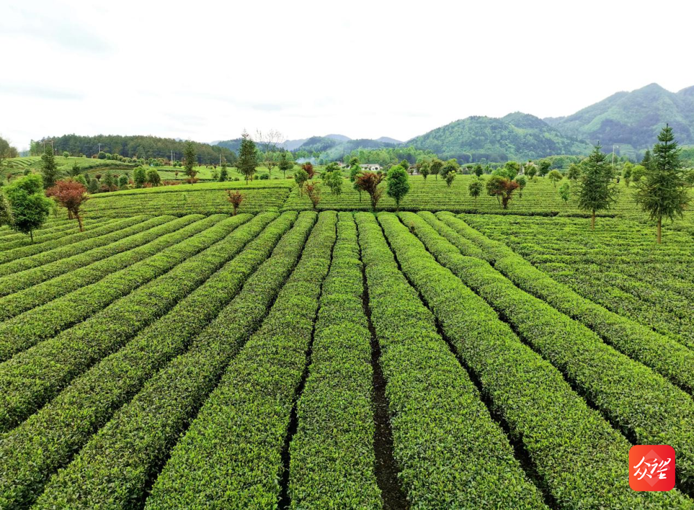 硒部茶业加盟（富硒茶叶加盟）-硒宝网