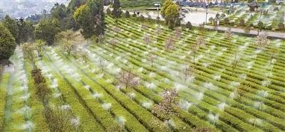 宜宾屏山富硒茶含量检测(屏山富硒土地资源)-硒宝网