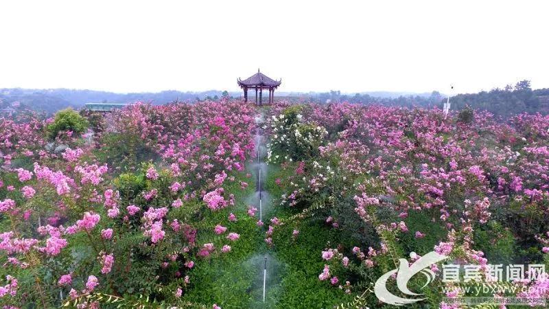 宜宾屏山富硒茶含量检测(屏山富硒土地资源)-硒宝网