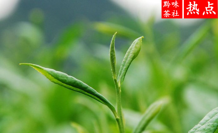 仙人岭锌硒茶有机茶叶有限公司（贵州仙人岭凤冈锌硒茶价格）-硒宝网