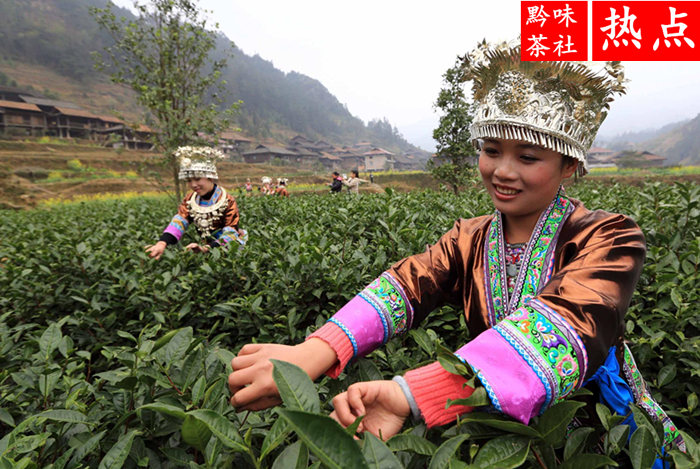 仙人岭锌硒茶有机茶叶有限公司（贵州仙人岭凤冈锌硒茶价格）-硒宝网