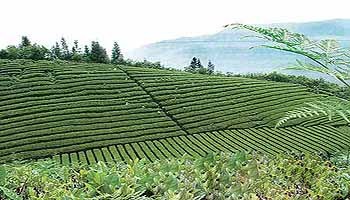 硒部茶业加盟（硒茶小镇董事长）-硒宝网