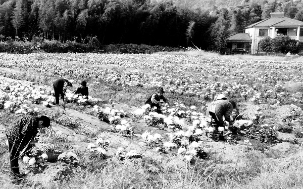 江苏富硒地区有哪些（江苏含硒的地方）-硒宝网