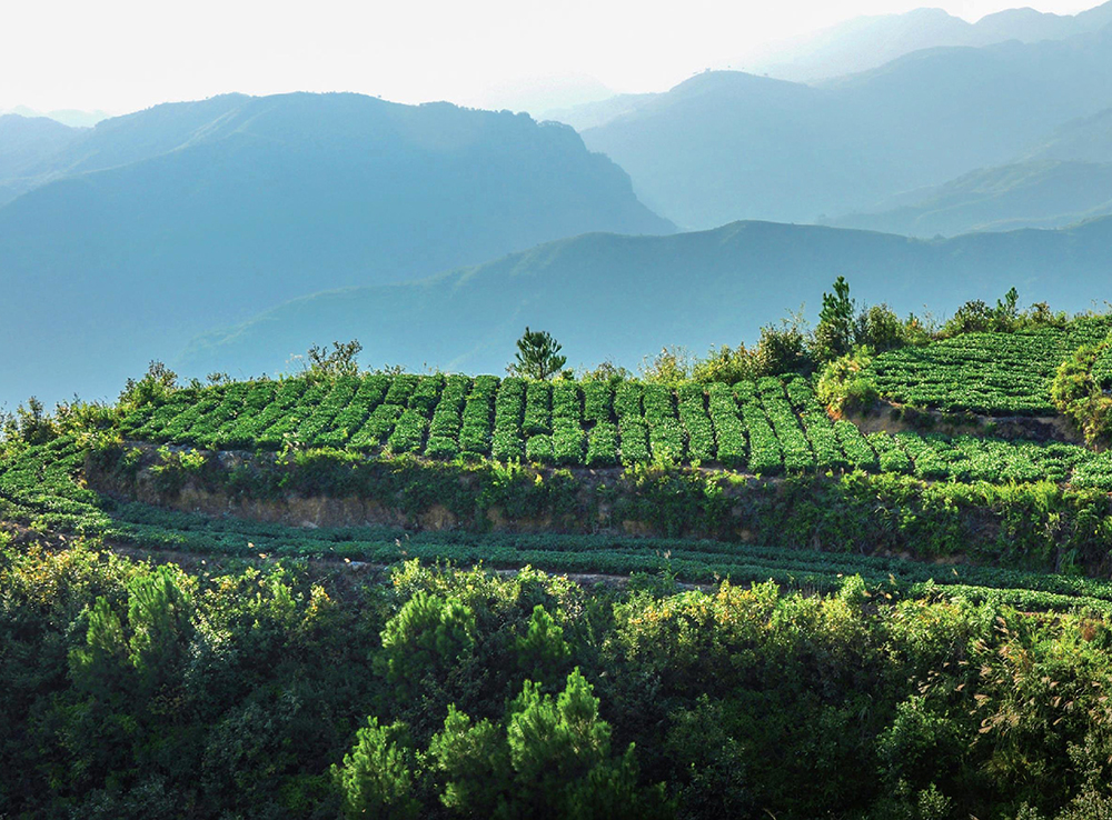 锌硒茶属于什么茶（锌硒茶怎么回事）-硒宝网