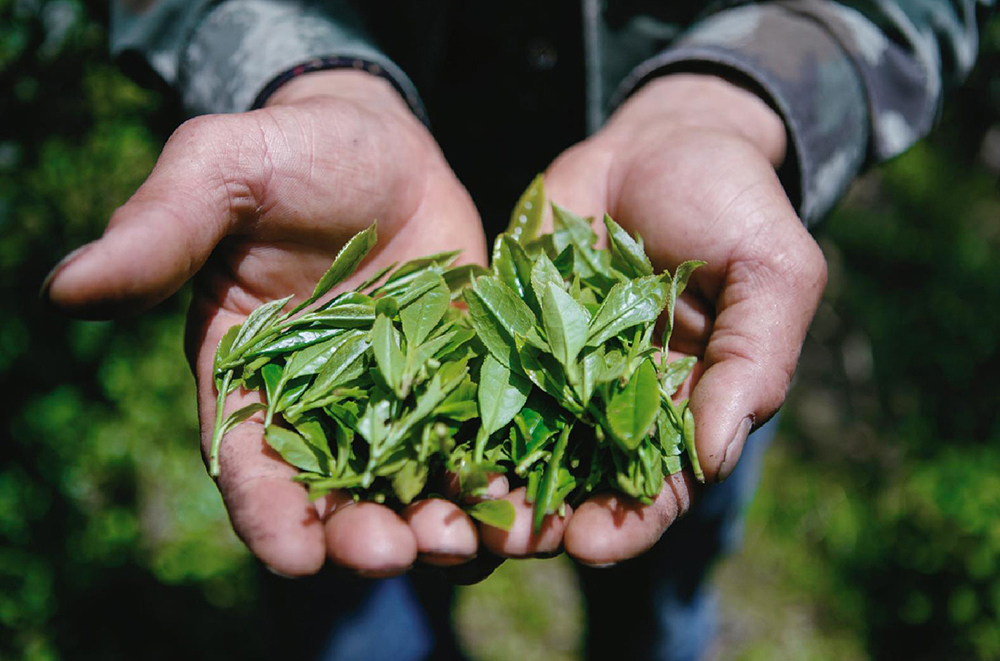 锌硒茶属于什么茶（锌硒茶怎么回事）-硒宝网