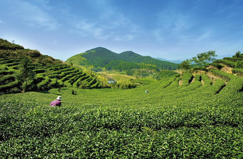 锌硒茶属于什么茶（锌硒茶怎么回事）-硒宝网