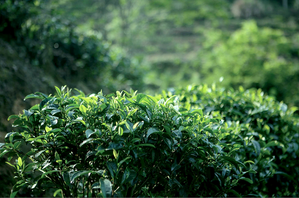 锌硒茶属于什么茶（锌硒茶怎么回事）-硒宝网