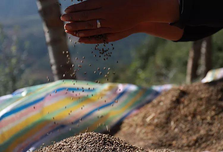 天然硒苦荞茶多少钱一盒(苦荞茶含硒量多少)-硒宝网