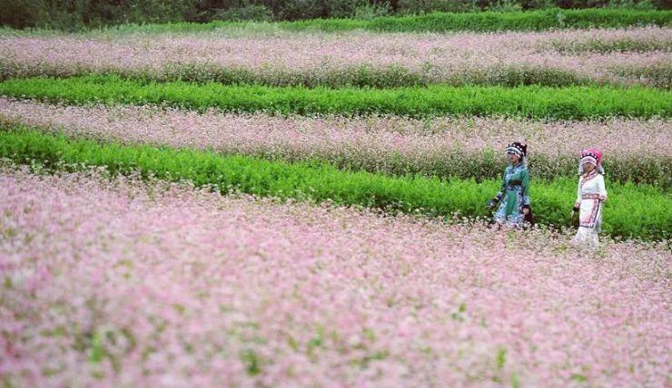 天然硒苦荞茶多少钱一盒(苦荞茶含硒量多少)-硒宝网