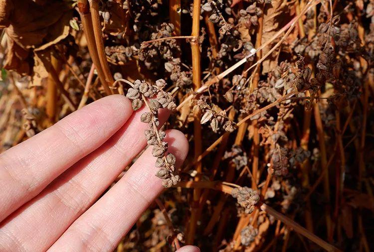 天然硒苦荞茶多少钱一盒(苦荞茶含硒量多少)-硒宝网