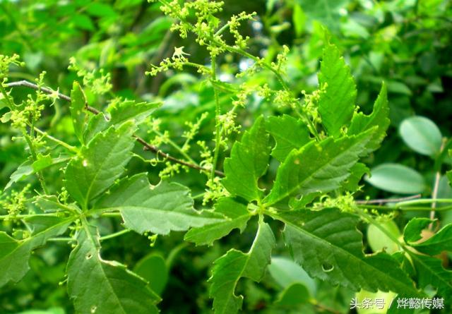 富硒绞股蓝的功效与作用(绞股蓝含硒元素吗)-硒宝网