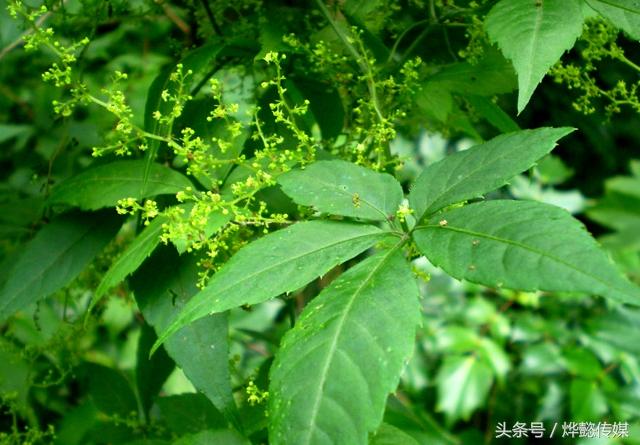 富硒绞股蓝的功效与作用(绞股蓝含硒元素吗)-硒宝网
