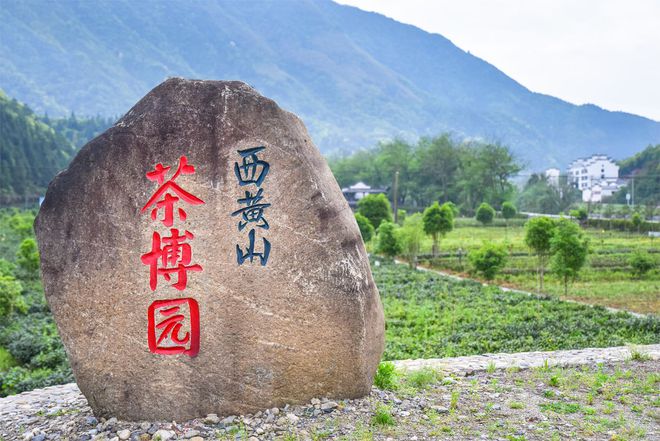 石台硒茶是属于什么茶(石台硒茶价格表一盒)-硒宝网