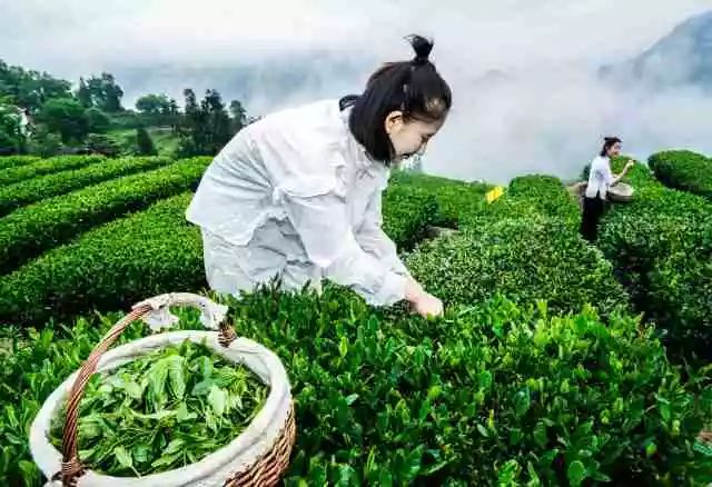 世界硒都恩施玉露茶(恩施富硒茶玉露)-硒宝网