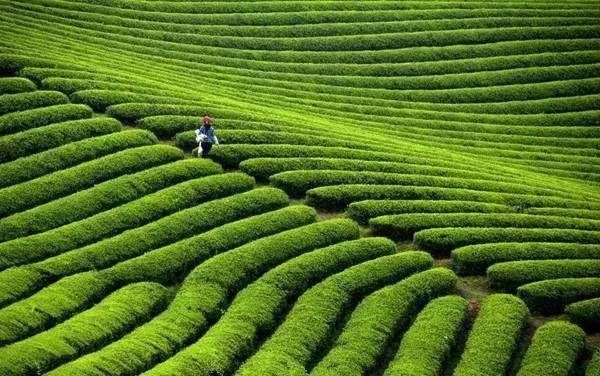 万源市富硒茶（万源富硒茶叶）-硒宝网