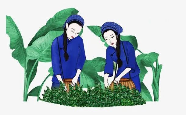 恩施玉露简介(恩施玉露历史渊源)-硒宝网