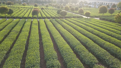 恩施玉露简介(恩施玉露历史渊源)-硒宝网