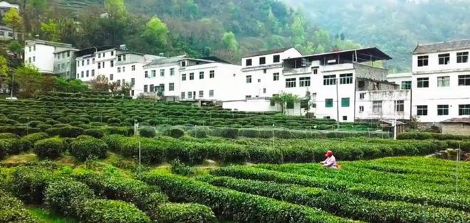 陕西紫阳富硒茶企业（陕西富硒茶叶）-硒宝网