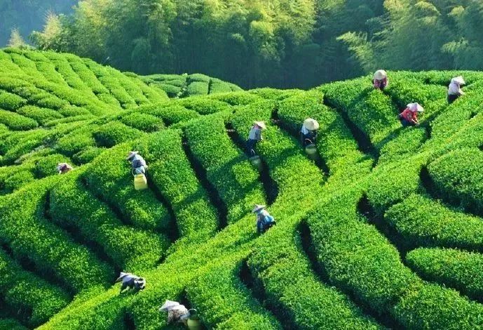 陕西安康富硒茶批发(安康富硒茶发展情况)-硒宝网