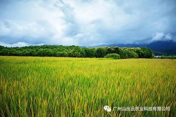 食品中硒含量标准（含硒、富硒和高硒有什么区别）-硒宝网