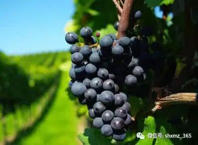 含硒最高的水果(水果中含硒最高20名)-硒宝网