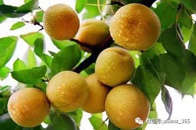 含硒最高的水果(水果中含硒最高20名)-硒宝网