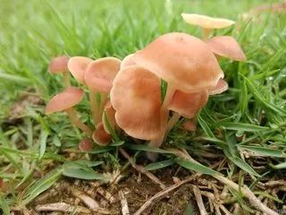 含硒的食物有哪些(哪种食品含硒量最高)-硒宝网