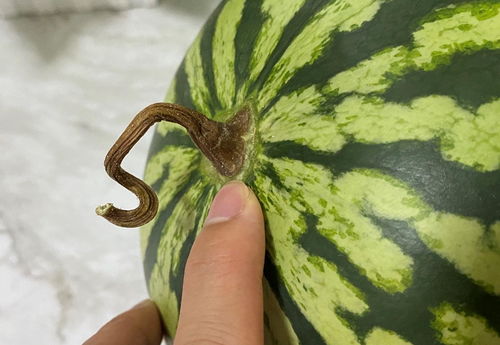 硒砂瓜好吃还是麒麟瓜好吃(硒砂瓜和麒麟瓜的区别)-硒宝网