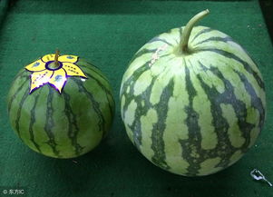 硒砂瓜好吃还是麒麟瓜好吃(硒砂瓜和麒麟瓜的区别)-硒宝网