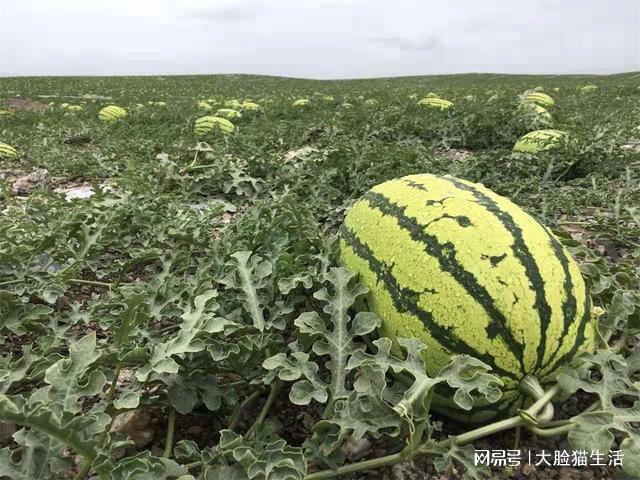 硒砂瓜产地都在哪里(硒砂瓜产量)-硒宝网