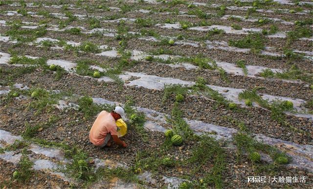 硒砂瓜产地都在哪里(硒砂瓜产量)-硒宝网