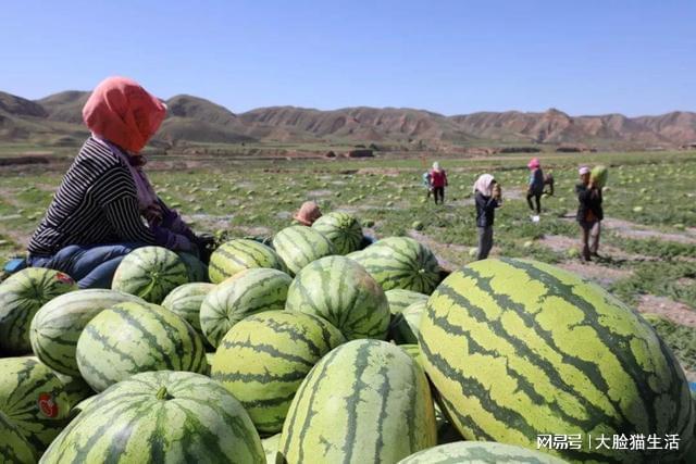硒砂瓜产地都在哪里(硒砂瓜产量)-硒宝网