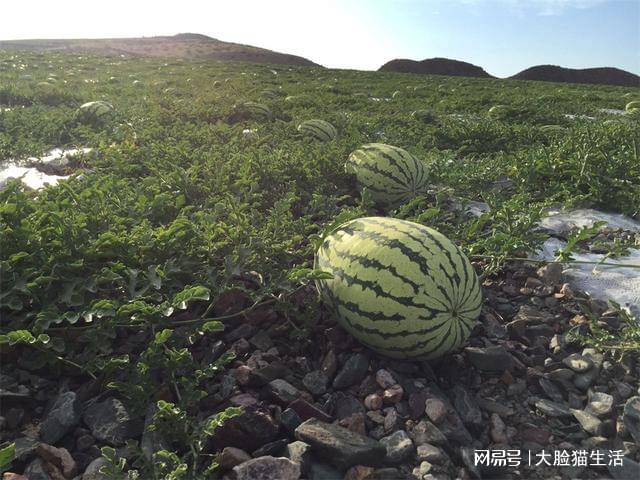 硒砂瓜产地都在哪里(硒砂瓜产量)-硒宝网