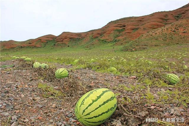 硒砂瓜产地都在哪里(硒砂瓜产量)-硒宝网