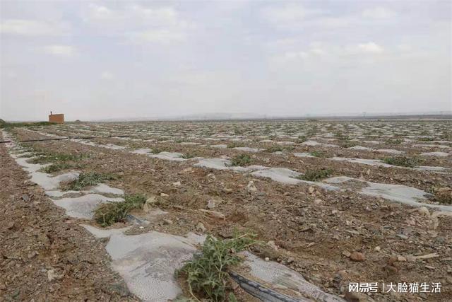 硒砂瓜产地都在哪里(硒砂瓜产量)-硒宝网