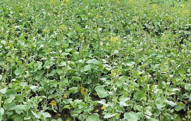 富硒蔬菜有哪些品种（蔬菜品种富硒有哪些）-硒宝网