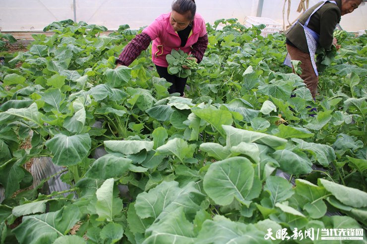 富硒蔬菜有哪些品种（蔬菜品种富硒有哪些）-硒宝网