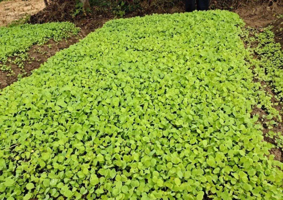 富硒蔬菜有哪些品种（蔬菜品种富硒有哪些）-硒宝网