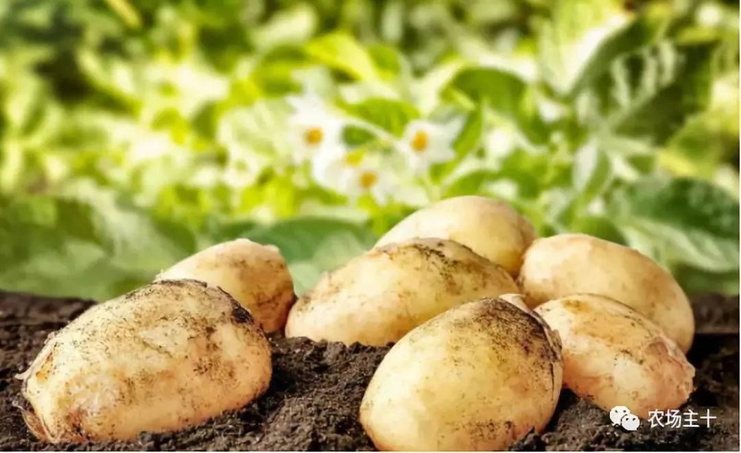 富硒是什么意思(富硒食品是什么)-硒宝网