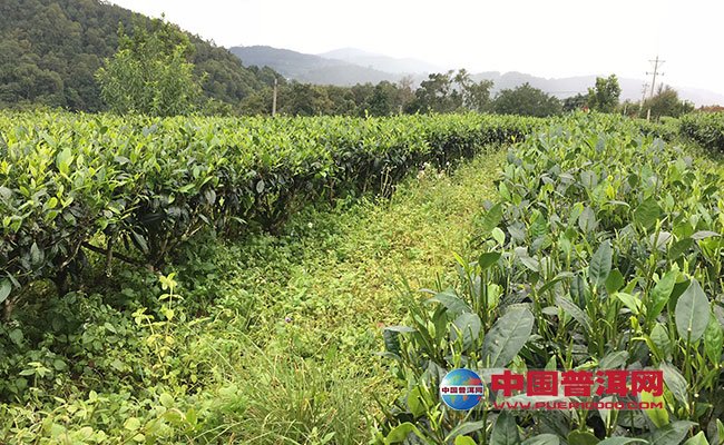 中国十大富硒茶品牌（茶富硒品牌中国有几种）-硒宝网